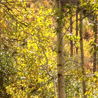 trees - Jay S. Weinberg