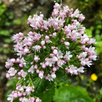 flowers - Jay S. Weinberg