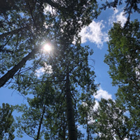 sun peering through - Jay S. Weinberg