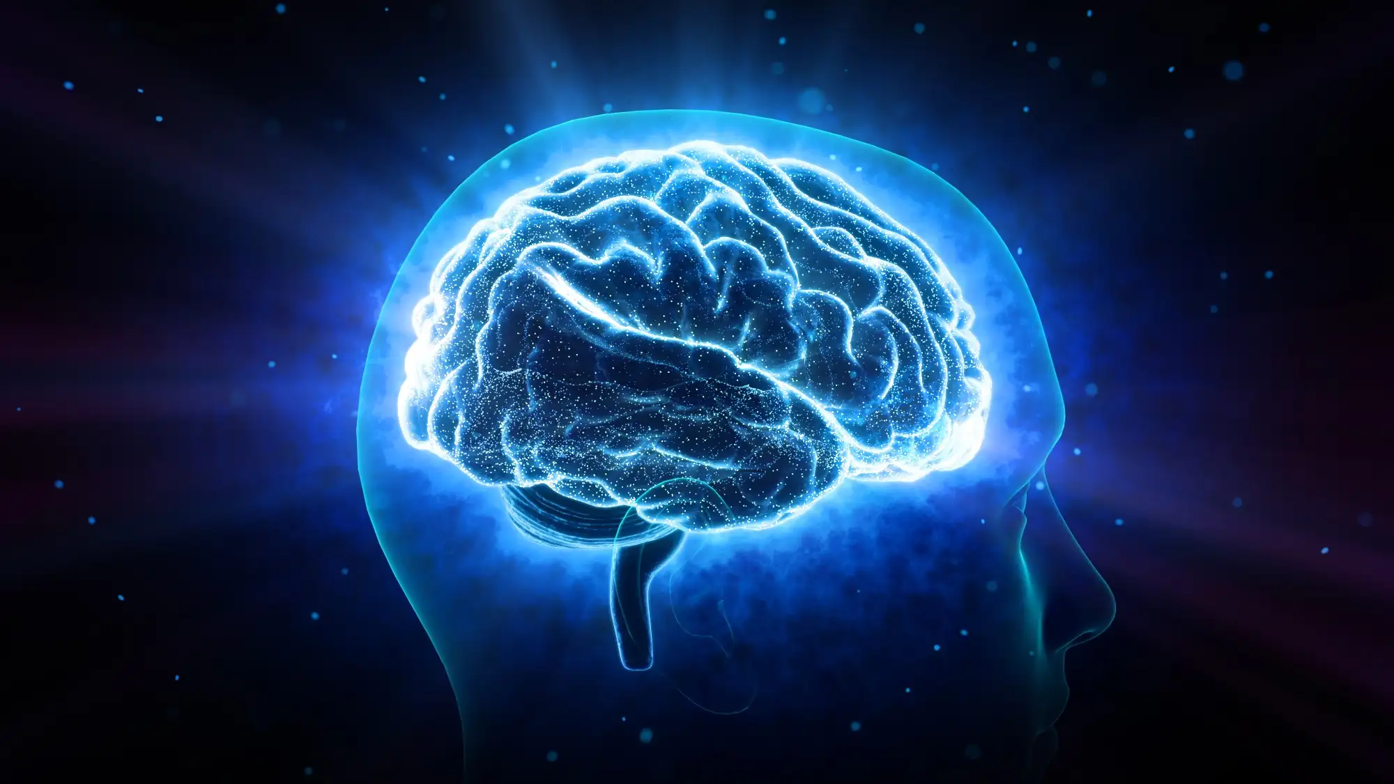 Brain