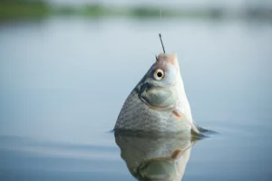 Crucian carp fish hanging on the fishing hook close up.